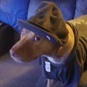 Meet your Posher, Wayne